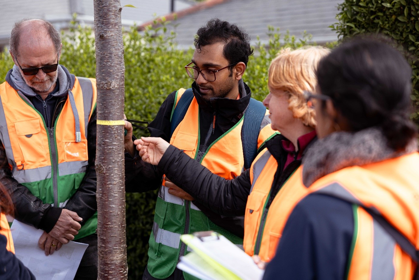 3 people surveying a small tree