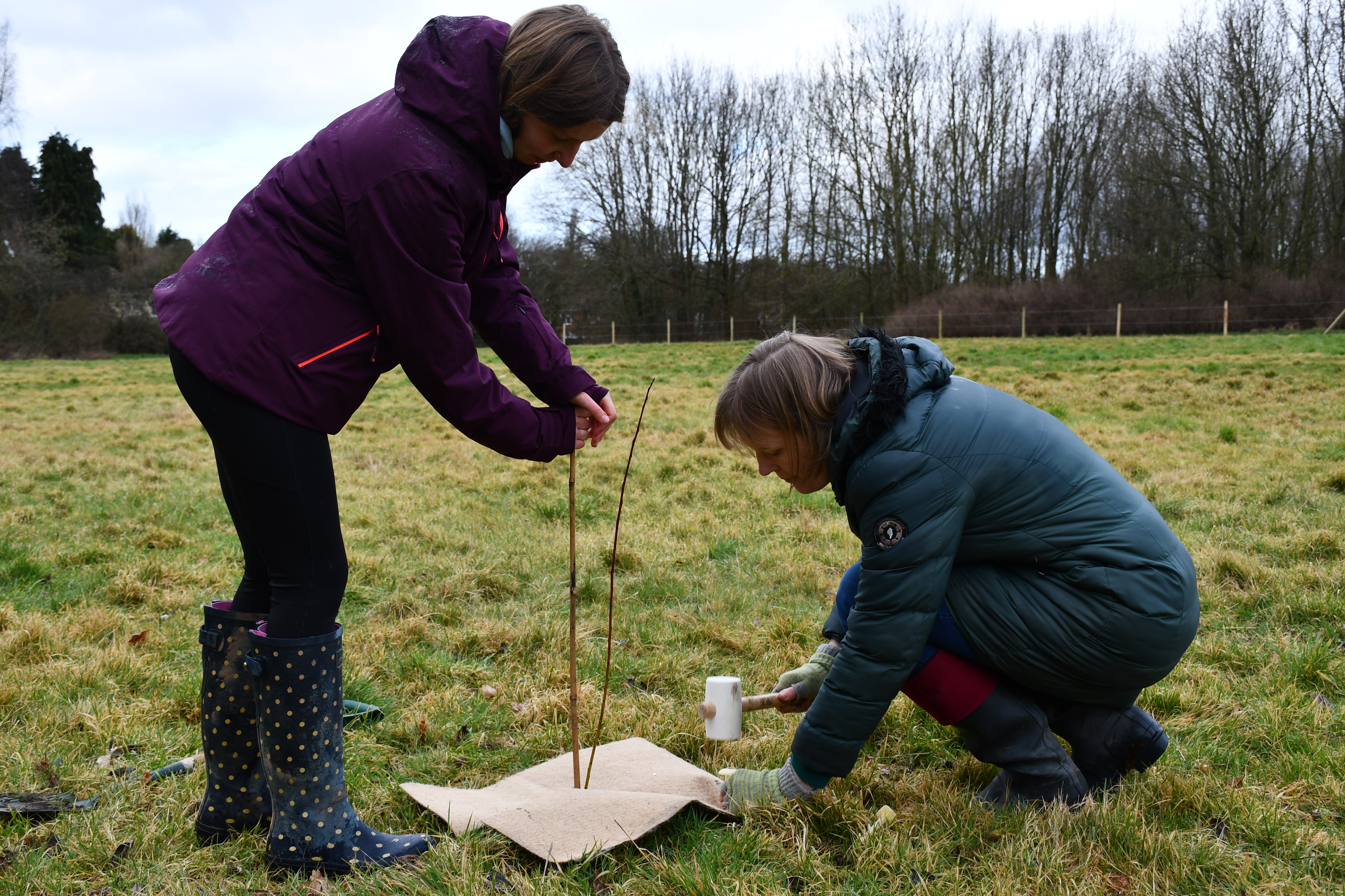 Right Tree Right Place Wolverhampton Digital (1)