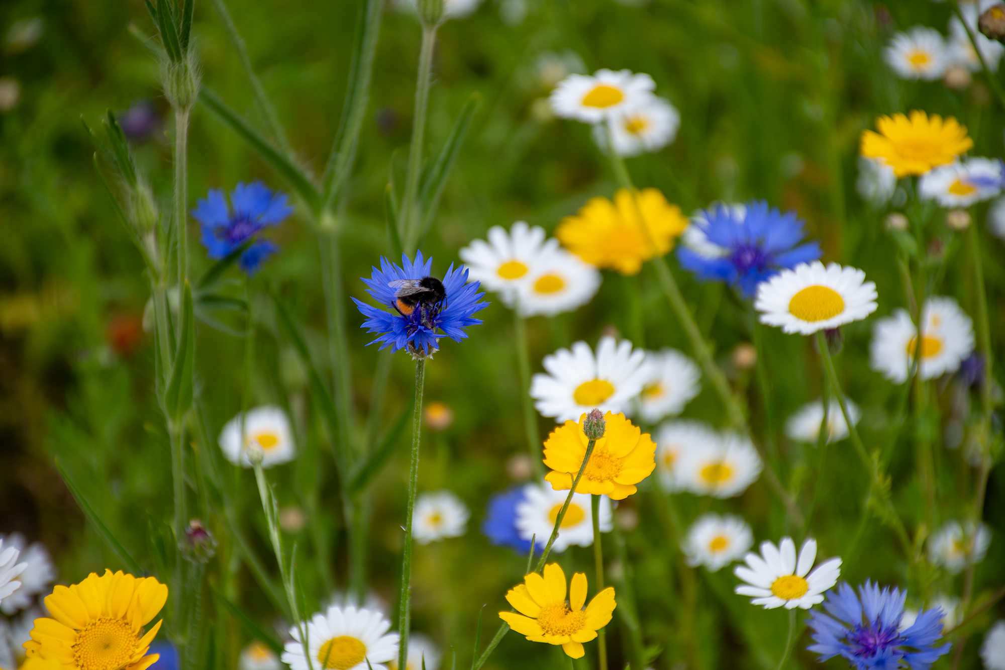 Local Nature Recovery Strategy
